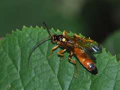 Callajoppa cirrogaster